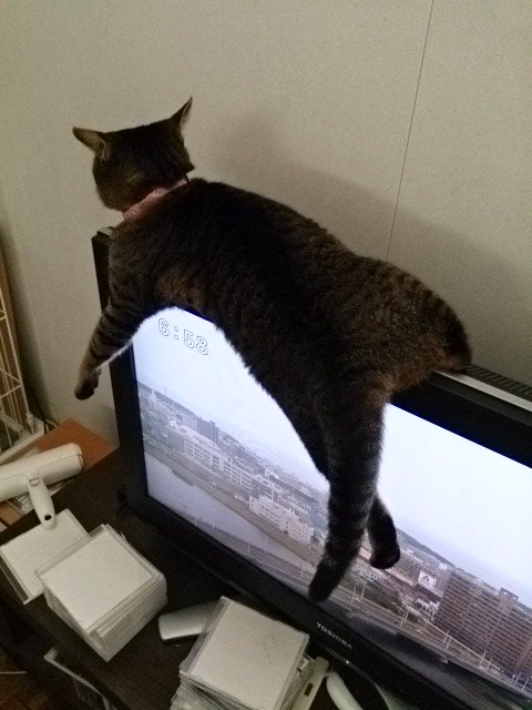 ひがしちから ネコたちの為 時代の流れを無視してずっとブラウン管テレビを使い続けていましたが ついに壊れて 今日液晶テレビ に買い替えました 大きくて綺麗で見やすいけど ネコたちが次々とテレビの上にジャンプして裏に落ちる様を見て すまん と心