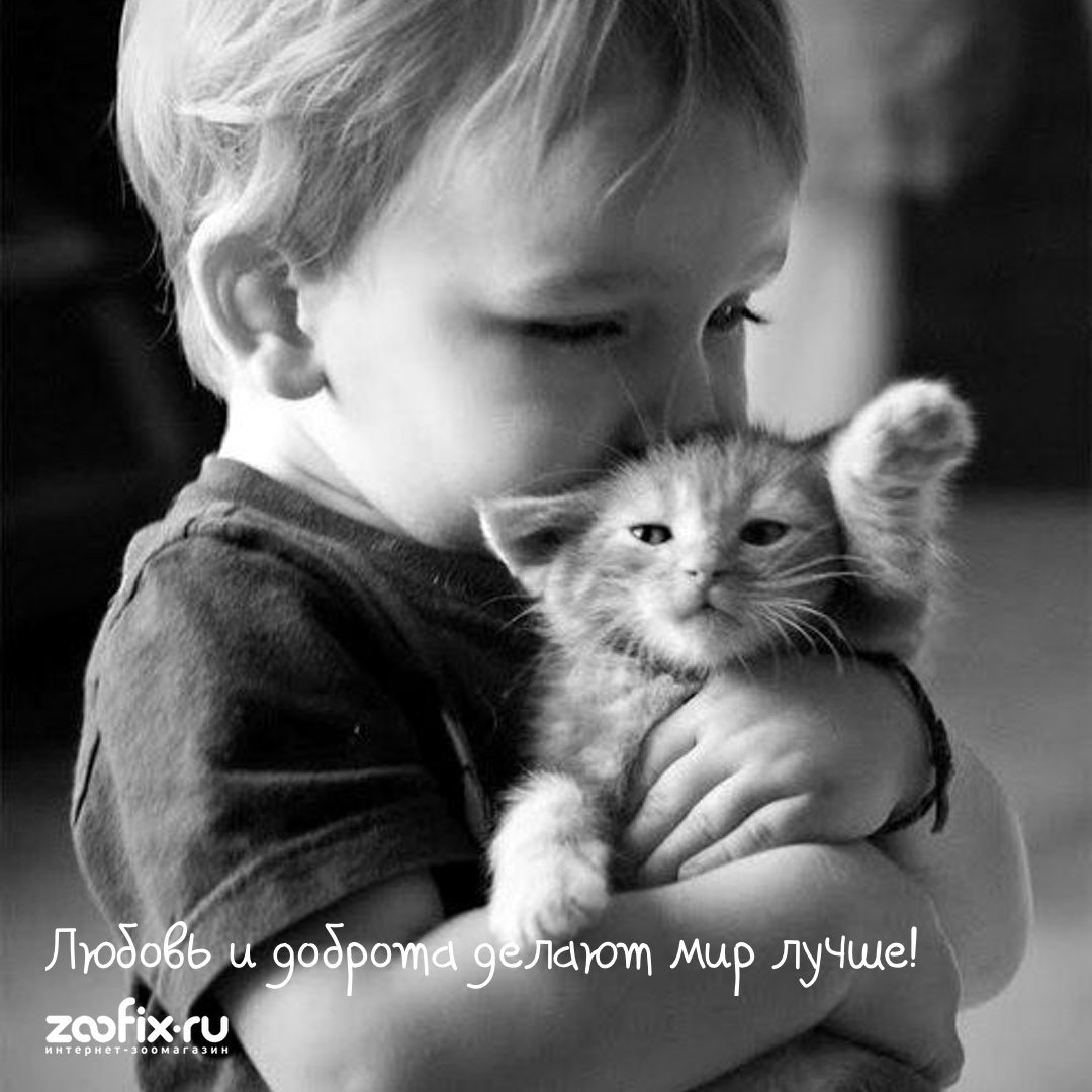 zoofix tweet picture
