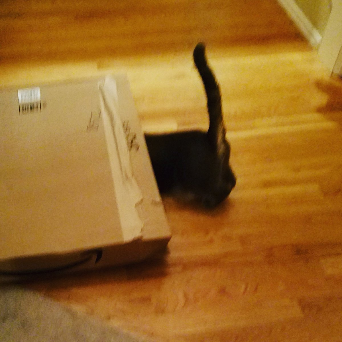 FatFelines's tweet photo. May your day be as fun as this! #TGIF  #fatfelines #pdx #Kitty #CatsOfTwitter #cats https://t.co/lpVs0xzdRL