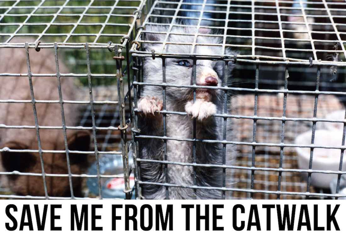 PostBugTeam's tweet image. Support of the banning of #furs in #LondonFashionWeek! Get involved and spare these animals from the #catwalk 🐰👗 👎 ow.ly/AH8p3096gUA