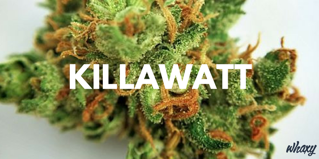 ThinkTankExile's tweet photo. Indica Dominant Hybrid Strain That Often Tests Higher in Both THC and CBD https://t.co/d2w5vWqBza https://t.co/LqtJczreAn