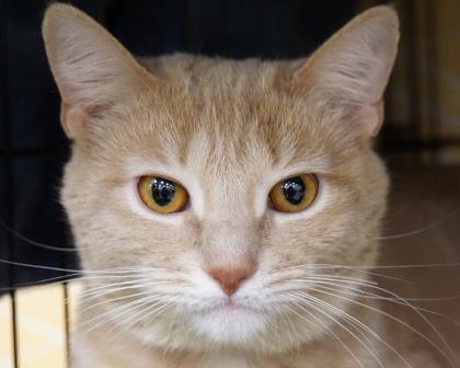 YourSPCA's tweet photo. London at our @EHMshopping store looks like once he puts his mind to something, he's doing it, no matter what! #determinedkitty https://t.co/3NqxT3F18W