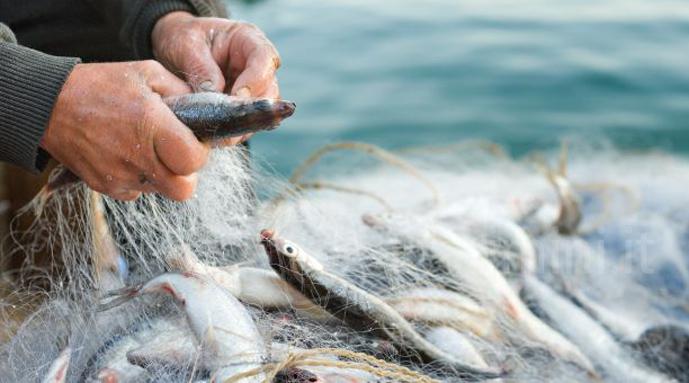 PescaSpRomano's tweet photo. #Sciopero della #pesca anche a #Rimini, si chiedono norme che tutelino il settore https://t.co/ouUW5ZWgbk https://t.co/I57dQne7M3