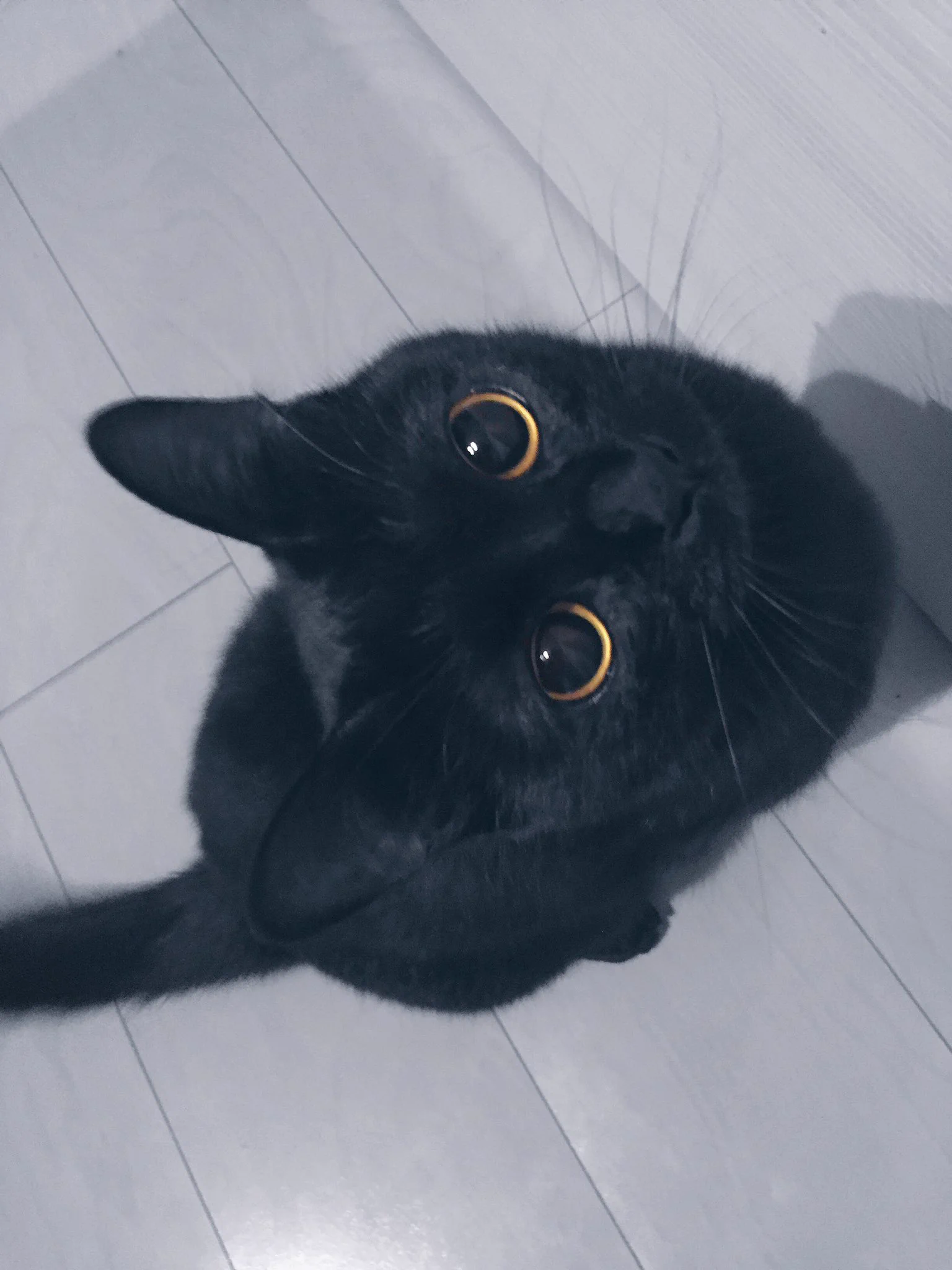 キュートなお目目に見つめられてww可愛すぎる猫に胸キュン！