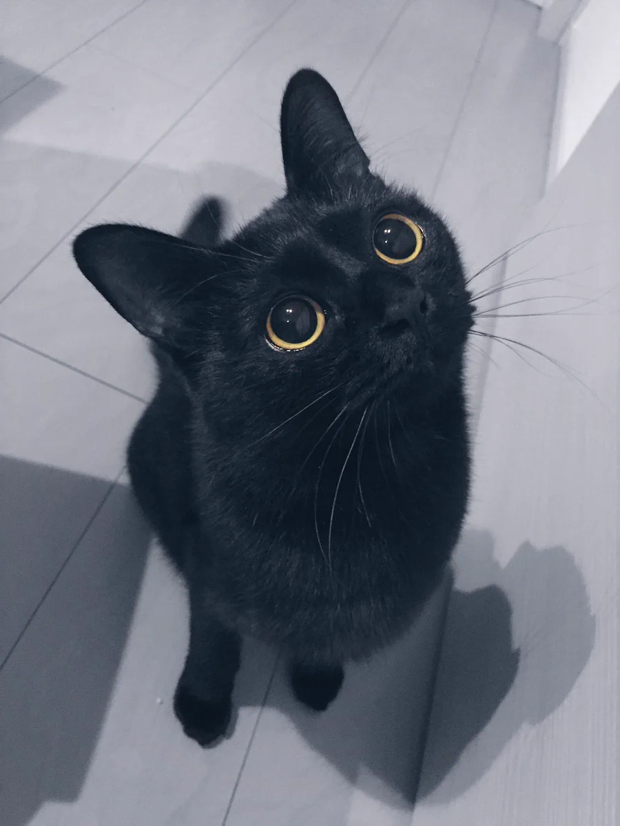 キュートなお目目に見つめられてww可愛すぎる猫に胸キュン！