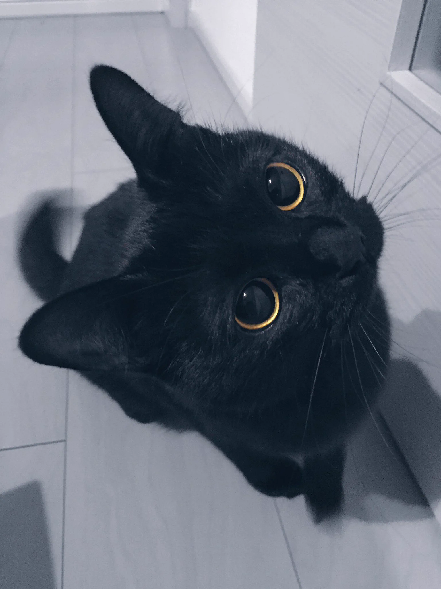 キュートなお目目に見つめられてww可愛すぎる猫に胸キュン！