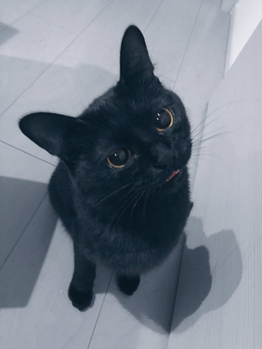 黒猫くくと三毛むぎ 控えめにお口あけるところが慎ましいな