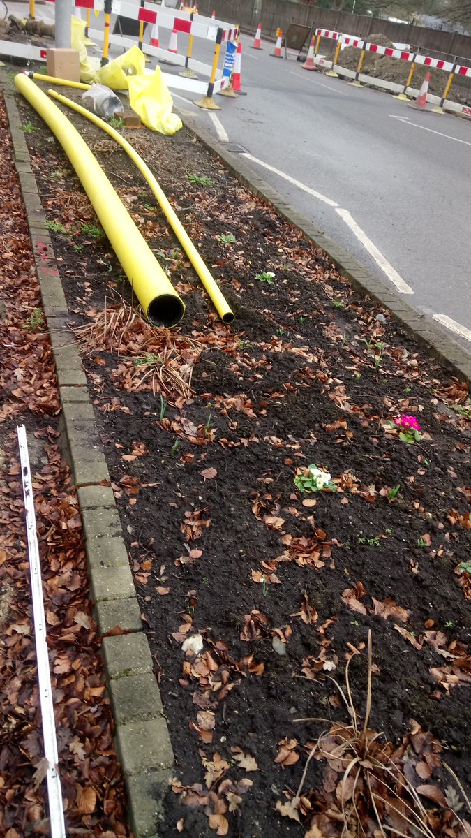 guerrgroundsman's tweet photo. Update on operation "Botanic Garden" - surviving the road works so far :) (anemones, narcissus, tulips coming up) https://t.co/uqDIviqXON