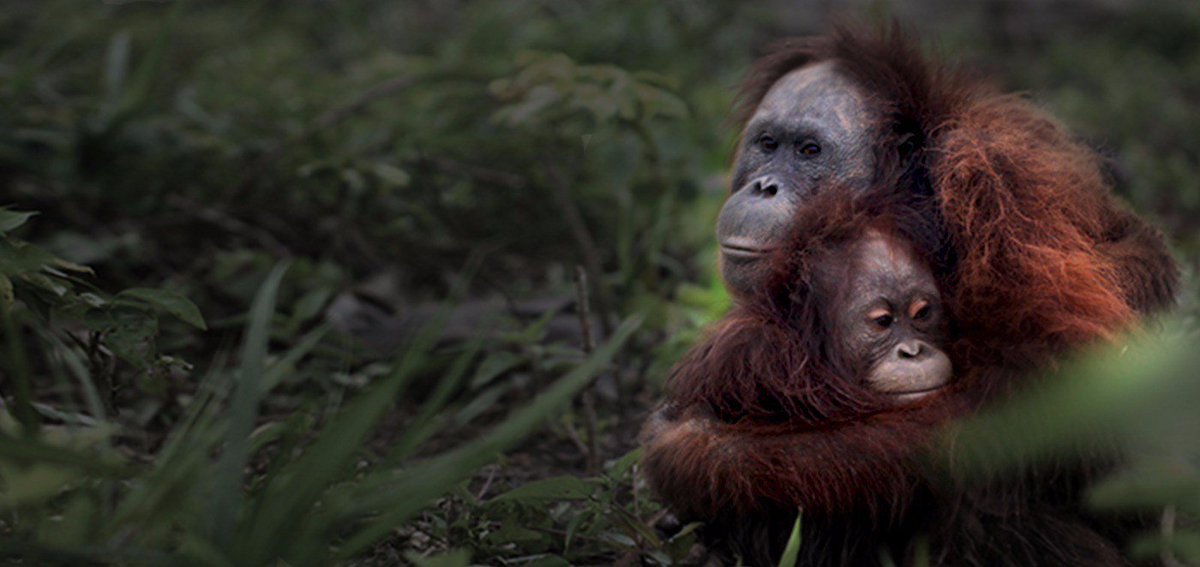 Manusia yang membunuh, mempotong dan kemudian mengkonsumsi Orangutan merupakan manusia biadab. Yang setuju RETWEET