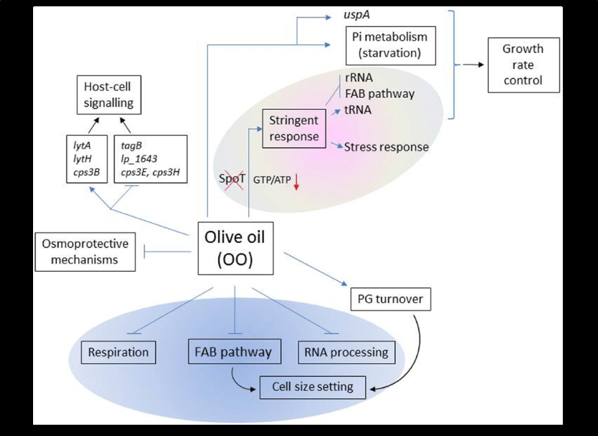 Mariaestorres's tweet photo. Olive oil affects the expression profile of L. plantarum at genome scale #stringentresponse #FAB #HostCellSignaling
https://t.co/BtS3B74We7 https://t.co/bEr8bGfkGk