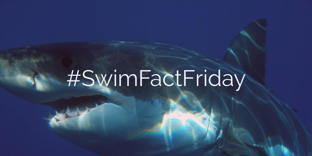 Swim Ireland tweet media