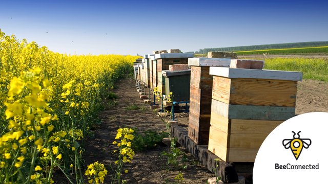 CropLifeUK's tweet image. Thinking about #SpringSpraying? Now's a good time to sign up for #BeeConnected. For more info on how to use it go to fwi.co.uk/advertisement/…