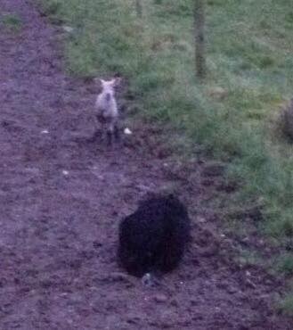 NIFRSOFFICIAL's tweet photo. 2 week old lamb rescued from drain in Fintona https://t.co/yLqoSZH6PS ##NotABAAAAdDaysWork #FarmSAFE #StopandThinkSAFE #Animalrescue https://t.co/4juju2uQGF