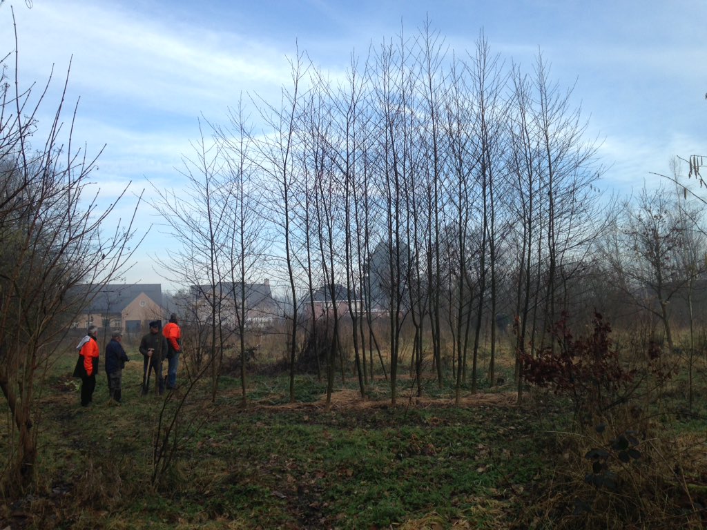 BosgroepZK's tweet photo. Mooie kloemp zwarte els. Drie jaar geleden geplant. #eco2eco https://t.co/ea3puwKGgm