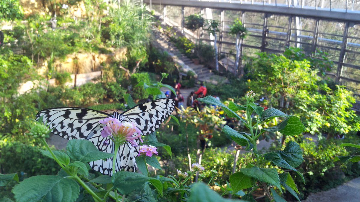 ট ইট র ツク之助 おやすみの日に多摩動物公園へ行く方へ 虫が平気ならば昆虫館へ 暗闇で星のように光るグローワームはプラネタリウムのよう 美しいハナカマキリや ハキリアリの巣も見られます 極めつけは昆虫生態園 大きなドームの中に数え切れないほど