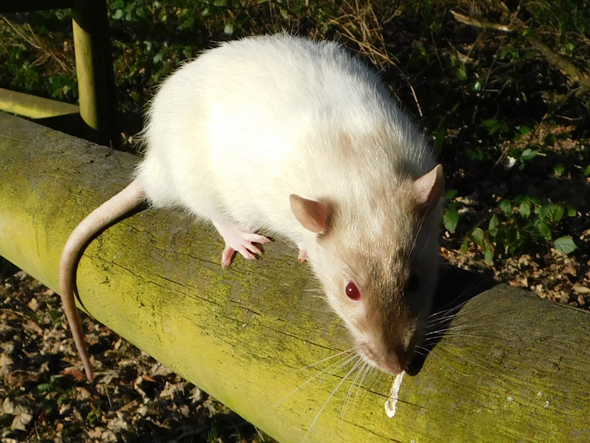BaileyTheRat's tweet photo. Bandits first day out✨ https://t.co/FDPtbyxzqR