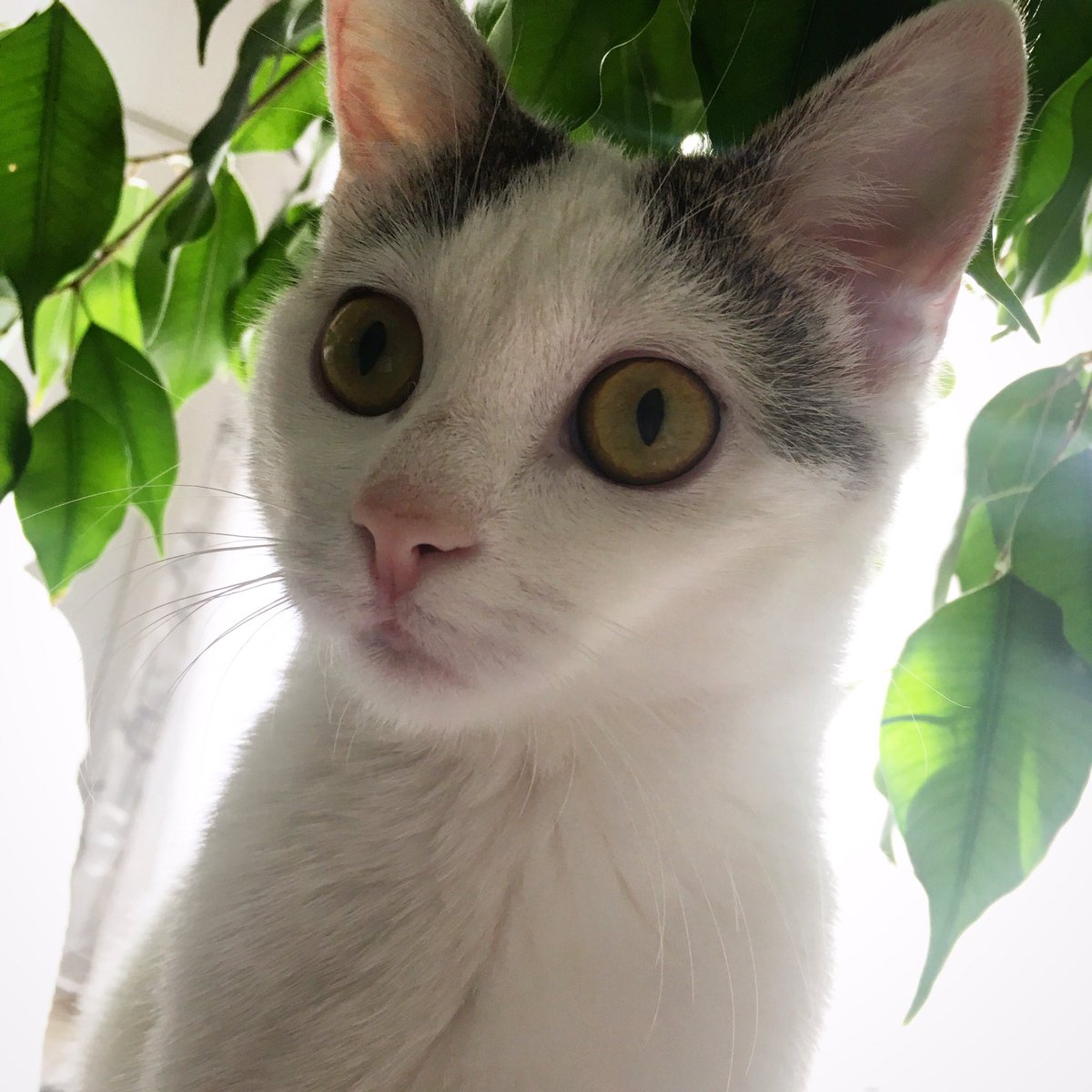 marcoanelli's tweet photo. Auguri a tutti i gatti ma sopratutto alla mia splendida Ginevra!!! 😸😸😸❤️❤️❤️❤️❤️🔝#catsofinstagram #cat #catlove #catwoman #cat #cgtvchannel https://t.co/MBOcQCQjdc