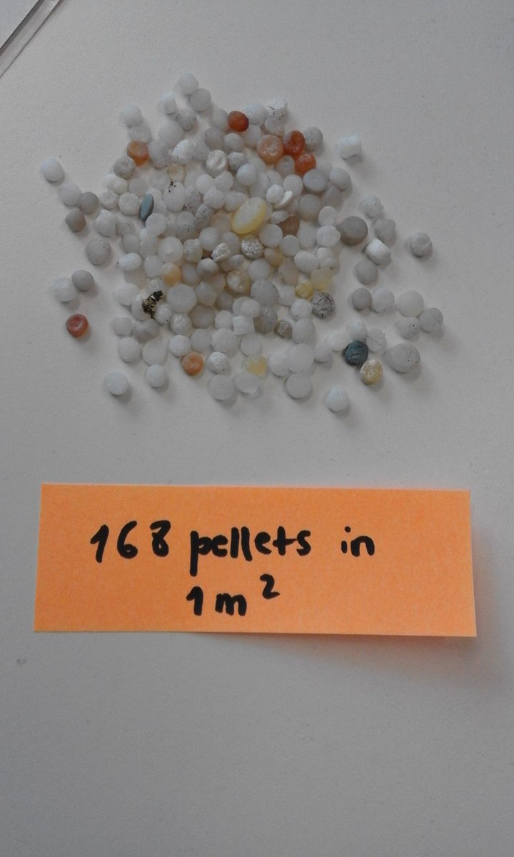 CathPieper's tweet photo. 168 pellets found in less than 10 min in one square meter area! #azoresmicroplastics #greatnurdler #greatnurdlehunt #microplastics #azores https://t.co/oKf6l69ifF