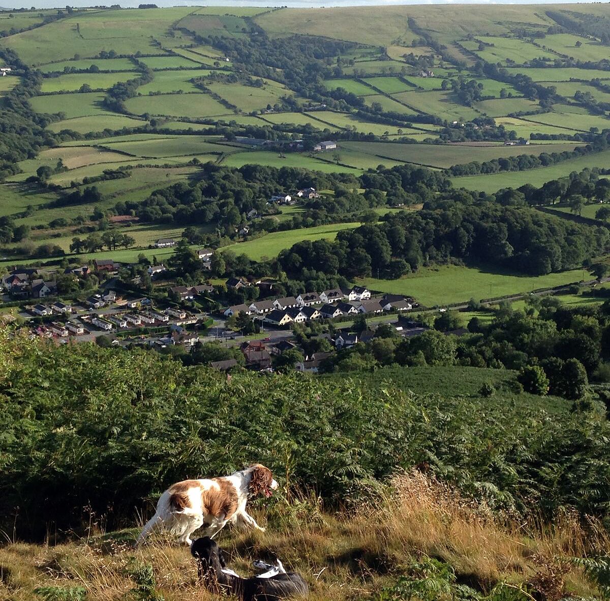 WhatsOnShrops's tweet photo. RHI TAKES A RAMBLE! 🚶🏻👣
Walking inspiration - The Welsh/English border is home to #Breidden Hills -
READ BLOG > https://t.co/nfSVFbmvyS https://t.co/Ima0oD8Vig