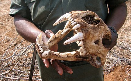 Blood_Lions's tweet photo. Leading safari companies make a formal submission to South Africa’s government to stop the export of lion bones: https://t.co/1sgnFRKJvX https://t.co/gZSbtRCm9x