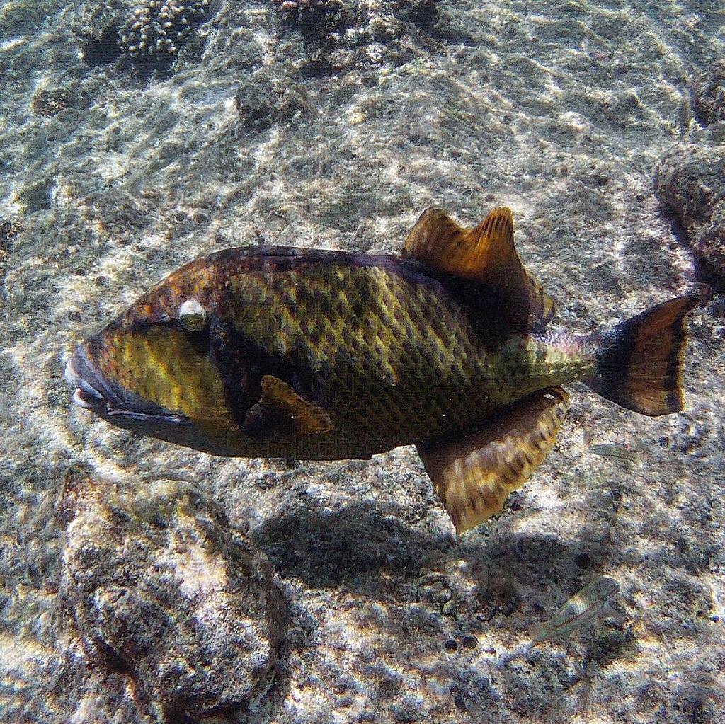 waterpolina12's tweet photo. Triger fish in vary low water.
#trigerfish #snorkelling #water #travel #ocean #diving #bl… https://t.co/jBkPdbteAh https://t.co/51lbVSTmbL