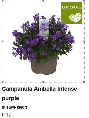Marcthings's tweet photo. Te koop bij @byWaterdrinker #campanula #ambella #intensepurple by @Addenda_info https://t.co/i6JPXagAR8