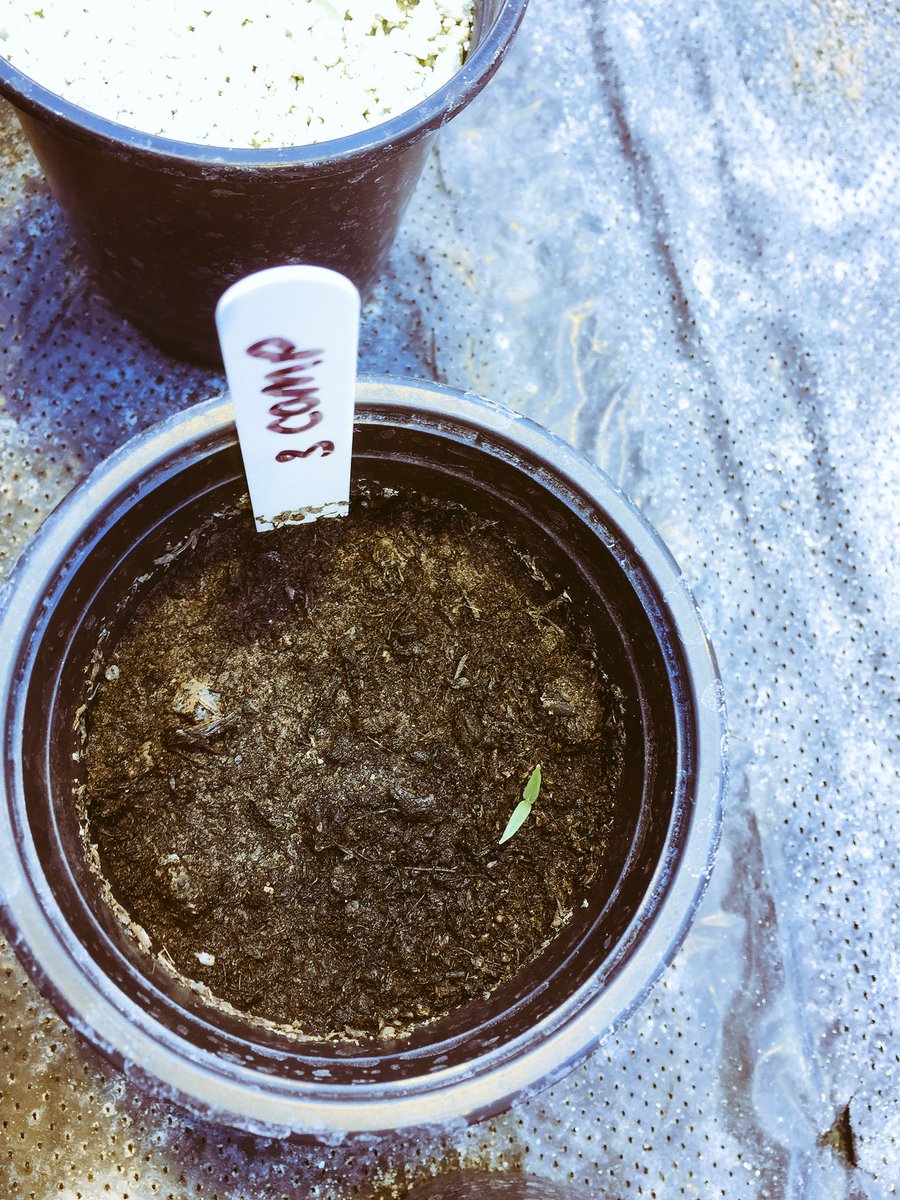 RebeccaFirth95's tweet photo. Pleased to see my second experiment with S.sisymbriifolium beginning to emerge #PCN #TrapCrop #HRP https://t.co/sZ5G8mFucu