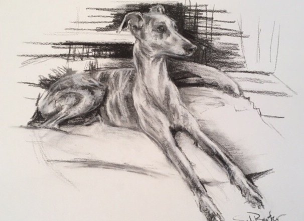 Brindle Whippet, Charcoal drawing - Artist Sarah Barter. In the winter Exhibition <a href="/TheBankEye/">The Bank Arts Centre Eye</a>