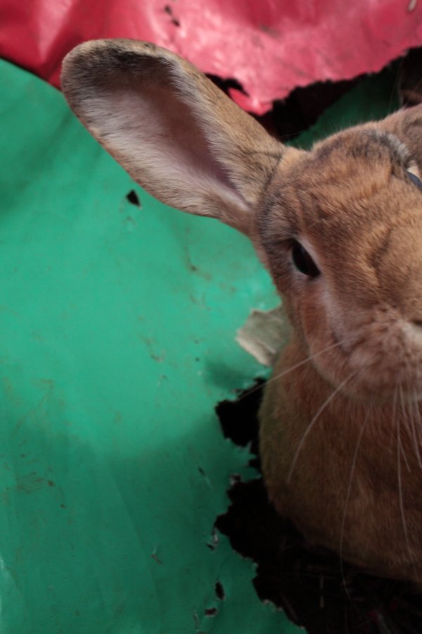 Bunny_Blogs's tweet photo. Somebody is playing Hide N Seek this morning. Oh its you Itsy! #RabbitAntics https://t.co/fgkrO1e55H