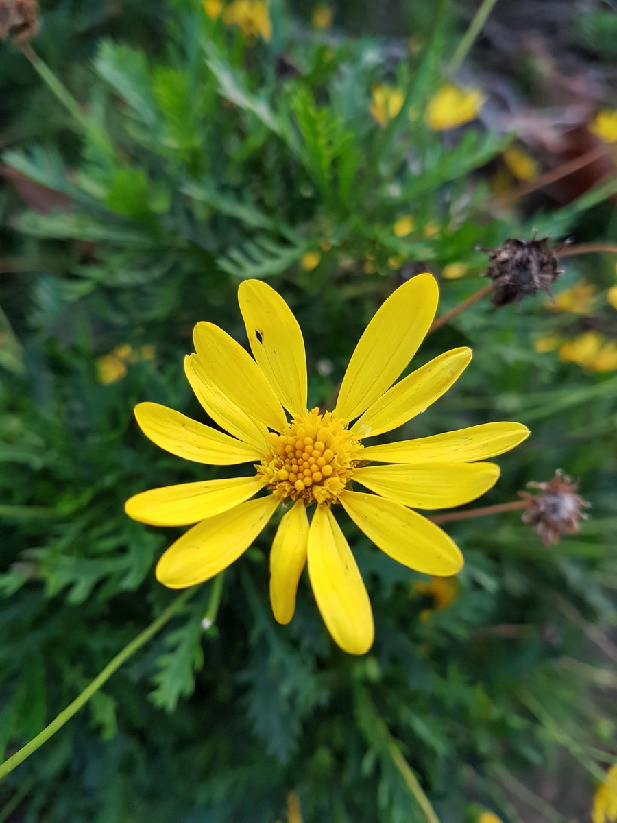 LesleyAtterwill's tweet photo. We all need a bit of the sunshine colour in our lives, I reckon... π#FridayFeeling #FridayFlowerDay https://t.co/6FXVqfIp7r