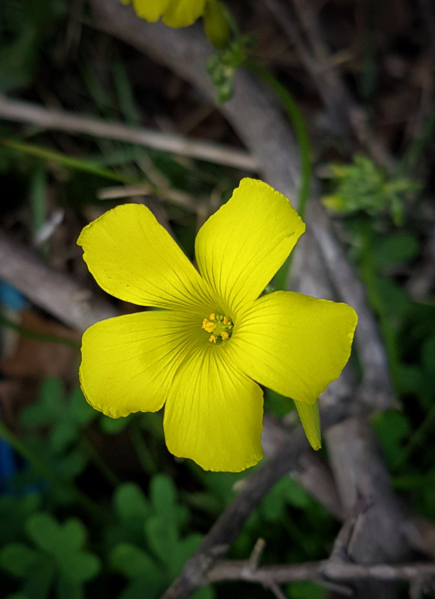 LesleyAtterwill's tweet photo. We all need a bit of the sunshine colour in our lives, I reckon... π#FridayFeeling #FridayFlowerDay https://t.co/6FXVqfIp7r