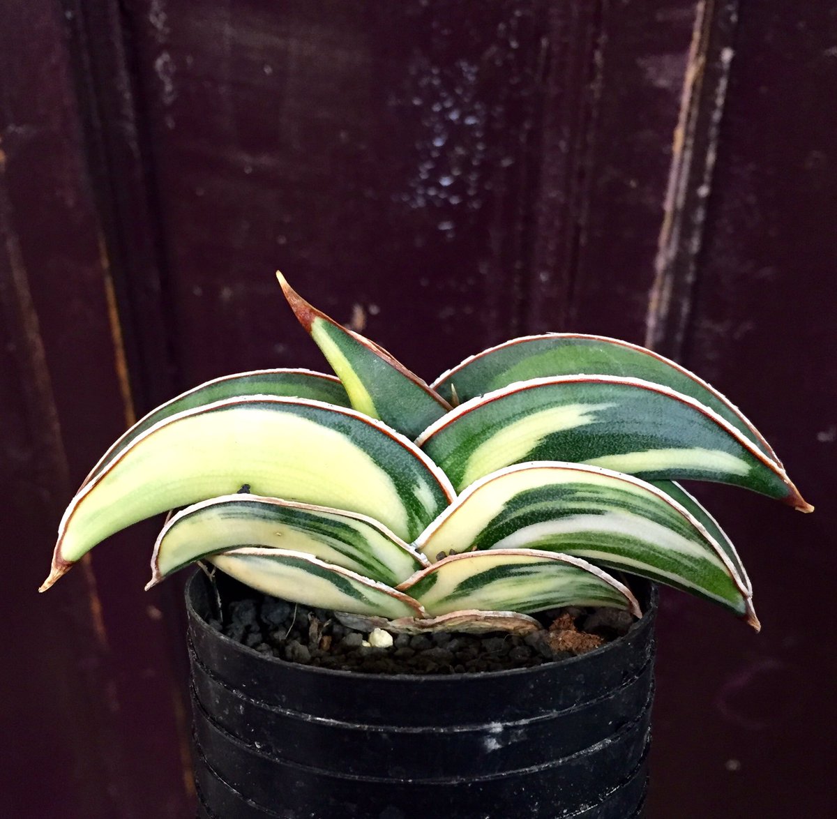 ③ 中 サンスベリア ロリダ 斑入り ベアルート Sansevieria Rorida＊サンスベリアロリダ＊斑入り＊