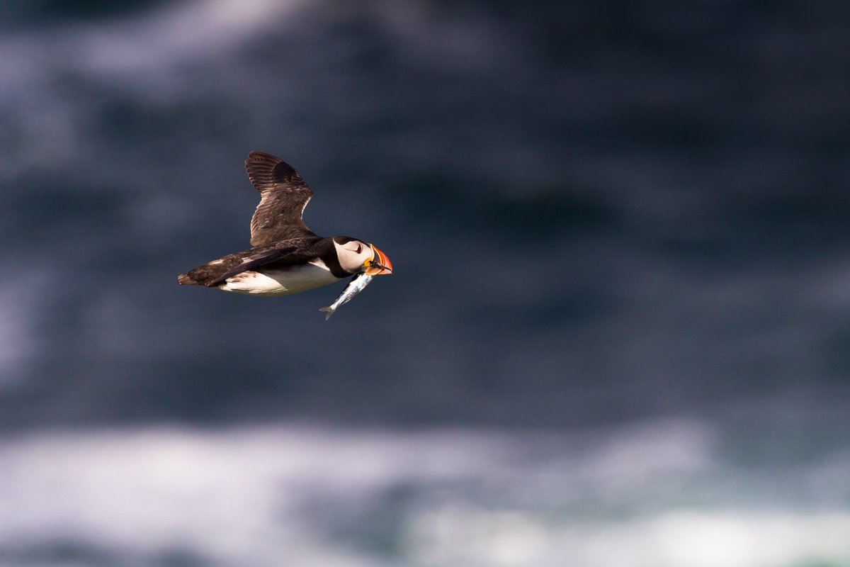 One of the many beautiful sights you can see on our #Scottish #Cruises
Join our next #cruise to #StKilda 
#FishFriday #ScotSpirit #Scotland