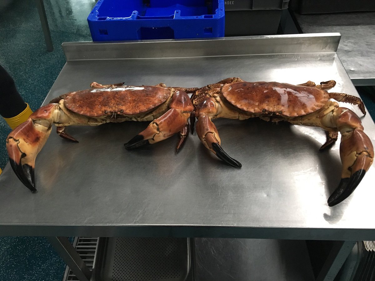 Brixham Crab Company tweet media
