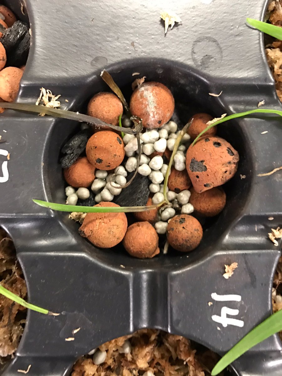 The oncidiums are responding better to the hydrotone than the encyclias. However, the orchids in moss are still doing well! <a href="/millionorchid/">MillionOrchidProject</a>