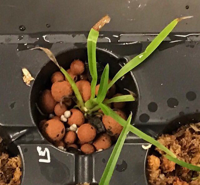 HmlOrchids's tweet photo. The oncidiums are responding better to the hydrotone than the encyclias. However, the orchids in moss are still doing well! @millionorchid https://t.co/0vzXixl5GA