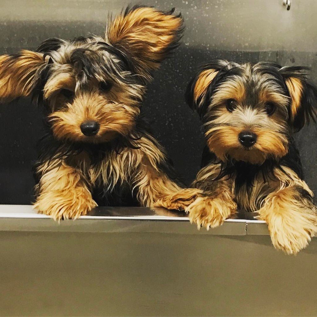 KeystonePet's tweet image. Our newest grooming clients #winterdog #yorkies #mixbreeds #mixbreedsofinstagram #dailybarker  #pawpack #houndsbaza…