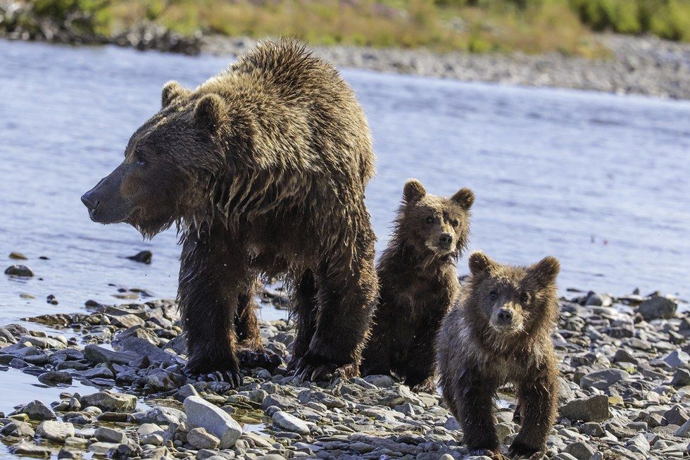 dodo's tweet photo. People want to shoot hibernating bear families — and the government just voted to let them. https://t.co/Z31EYORmoe https://t.co/jRhFNbrkWh