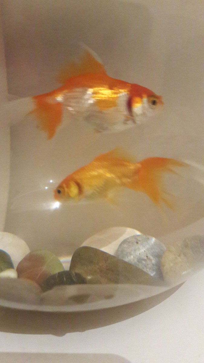 #mutluluknedenim bazen şu iki küçük caaaponnn balığım . Balık sevilmez derler ama ben seviyorum keratalari🐟🐟