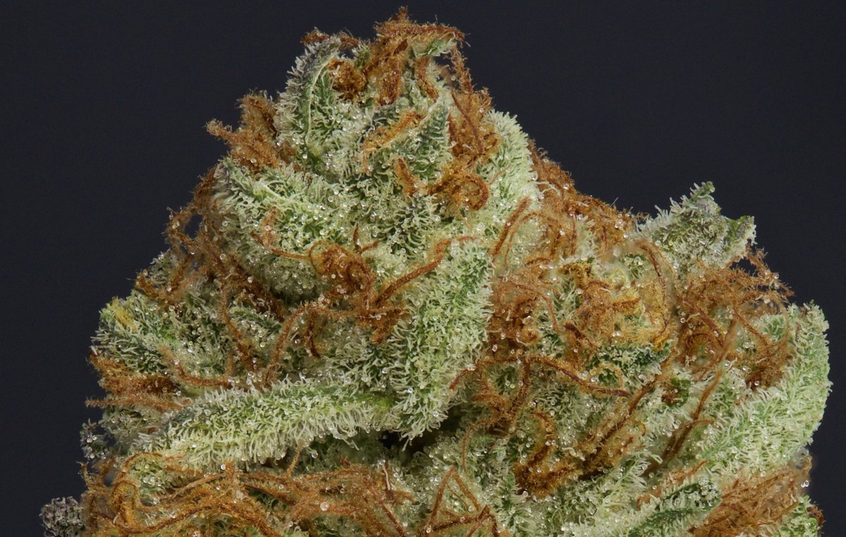 AllPotNews's tweet photo. OranguTANG Strain Review: Good Bud Structure With a Cit... https://t.co/2UTjwvpjLR via @AllPotNews #Cannabis #Pot https://t.co/WitdAigt7r
