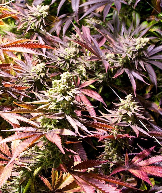 dankcreative's tweet photo. Thanks for the follow on this lovely #FF 
@CakeExtracts @GrowDaHerb @AmStarDamMovie @CannaRegulate 
#cannabis #keepitgrowing &amp; Be Well https://t.co/j0mlobPvWg
