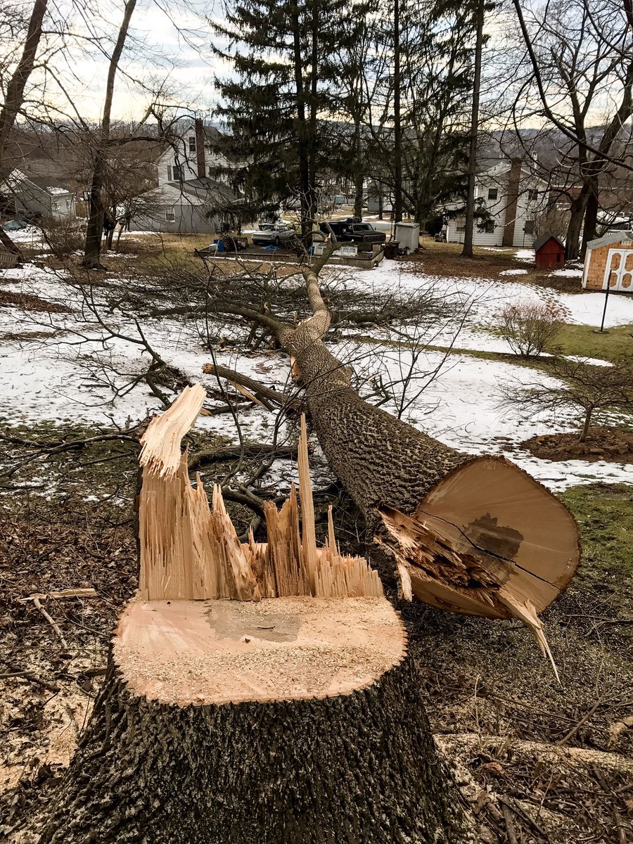 Big Ash smash #Fellerfriday #bigash #treesurgeon #treebiz #EAB #treeserviceanonymous #arborist #arblife #treeremoval #hingewood