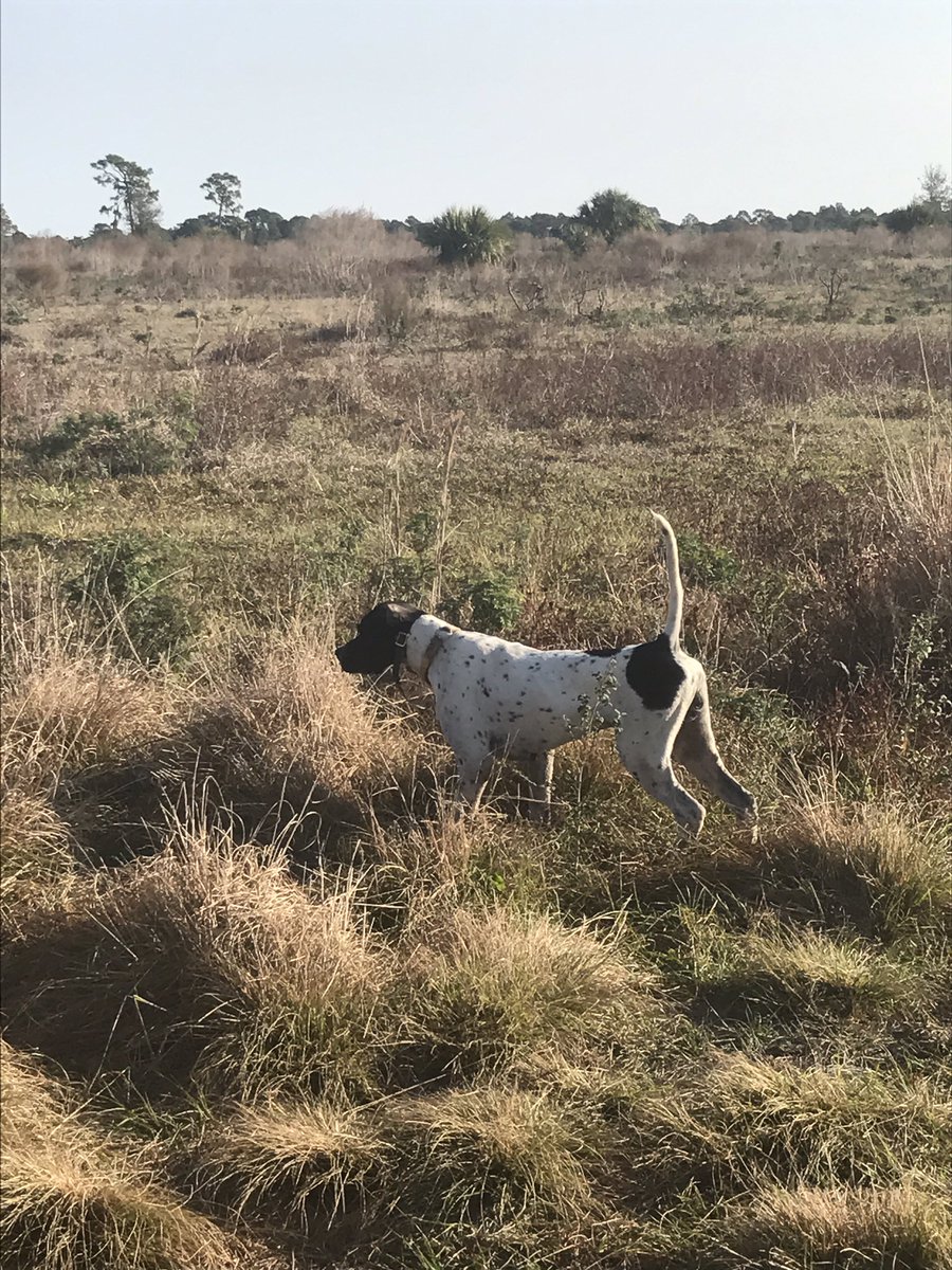 myersm48's tweet photo. 6 yr old Michael killed 6 birds this morning with a BB gun love it #pineridgeplantation #englishcocker #gundog #quailhunter https://t.co/rW1RswR9re