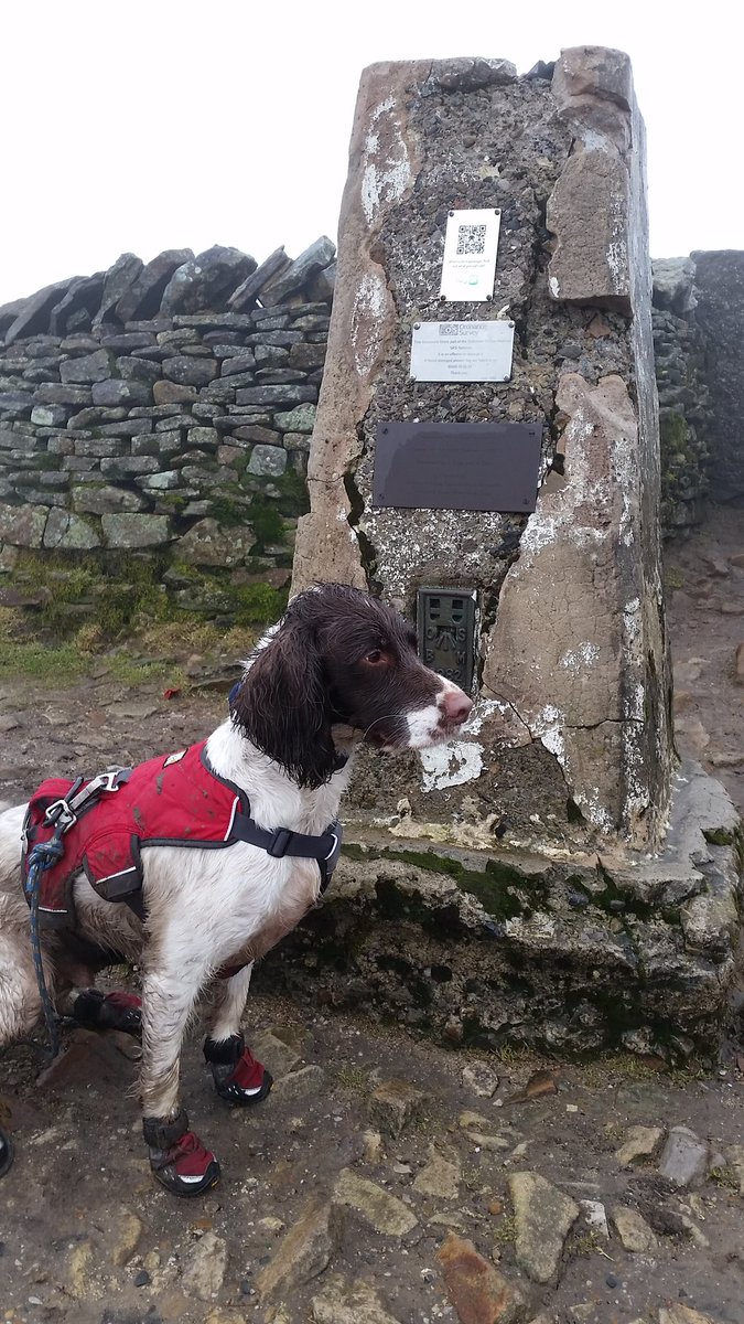 Batman_996's tweet photo. Another trig point in the bag dad. Good job I had my @RuffWear_UK boots on today #sharpstones https://t.co/rkcEN8QCvQ