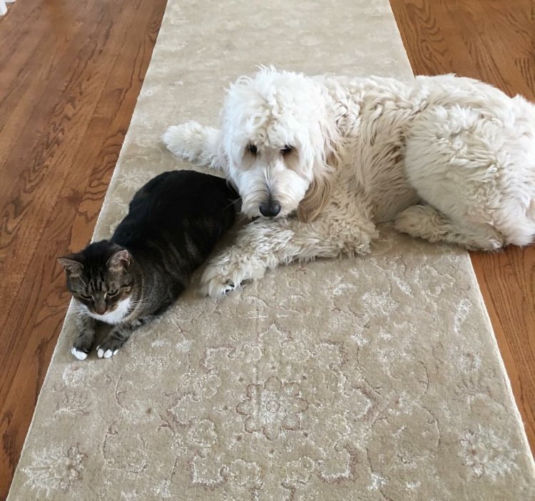 doritoo27's tweet photo. My dog and cat are best friends and I love it 😍 https://t.co/Gre6kWK41m