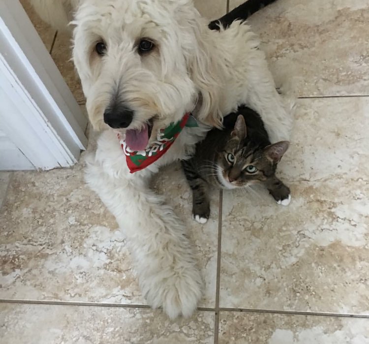 doritoo27's tweet photo. My dog and cat are best friends and I love it 😍 https://t.co/Gre6kWK41m