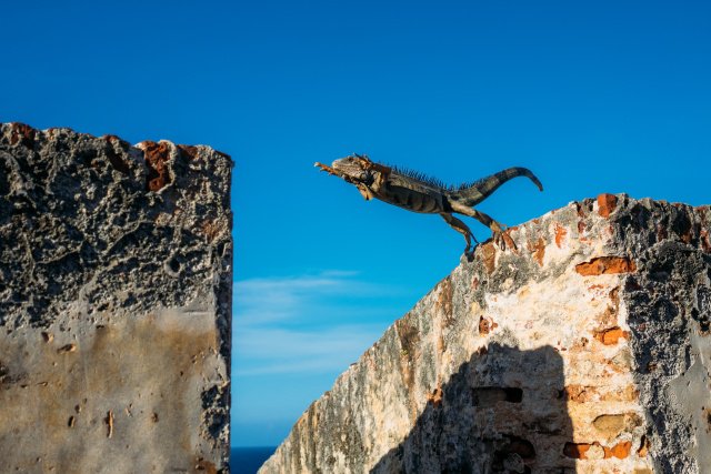 A reptile jumping from roof to roof like a parkour practitioner.