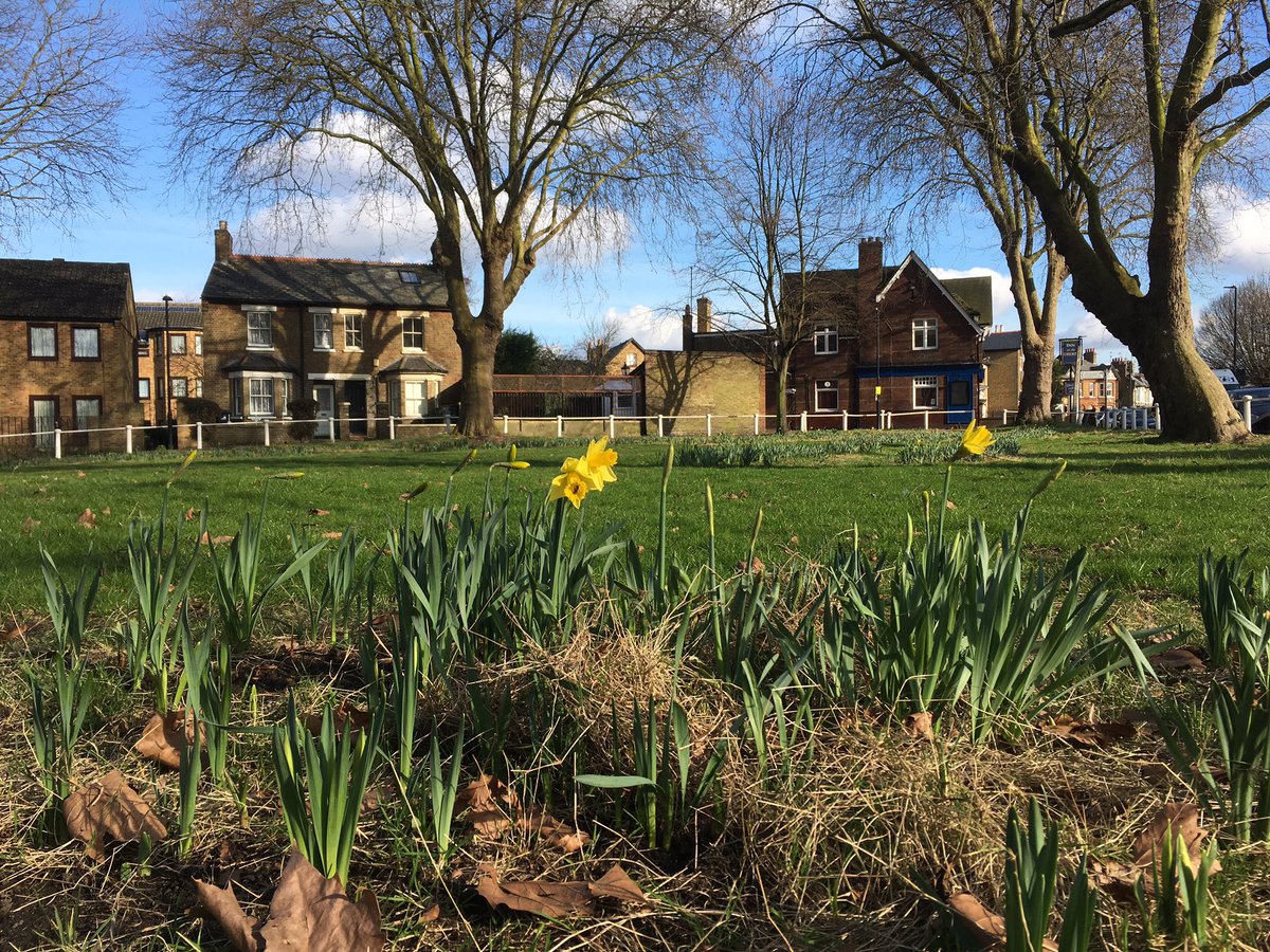 LowerBostonRoad's tweet photo. Daffodils starting to come out on #hanwellgreen just in time for #StDavidsDay in a week. Beautiful #LowerBostonRoad #hanwell https://t.co/PdoCagXmXC
