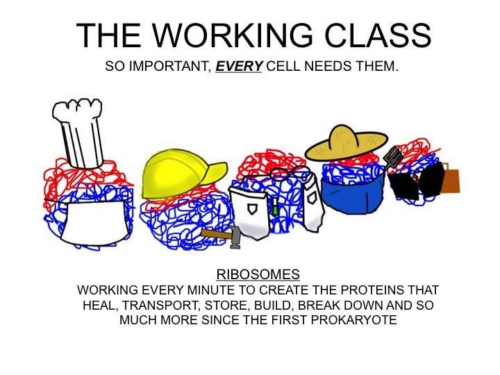 WRibosomes's tweet photo. We do the hard dirty work every single day who else will be a better Chief Organelle
#NoOneDoesItBetter #CommonMan #Vote4Ribosome #Cell2K17 https://t.co/Bw23eG7peT