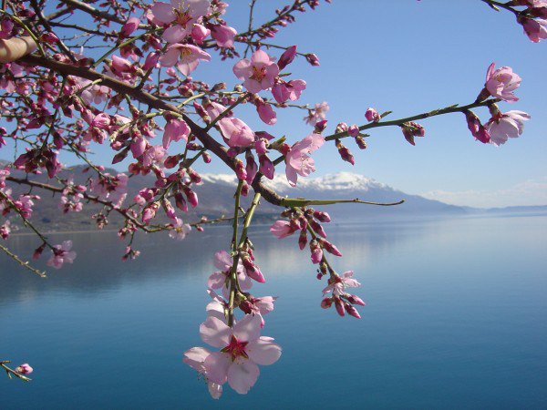 TravelBeatApp's tweet photo. Spring in Ohrid - Villa Jordan - Macedonia Cherry Blossom in ohrid, lake and mountain vie https://t.co/svp4hB1CCM https://t.co/VjHWVSPQAP
